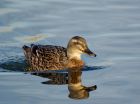 mallard_151107a.jpg