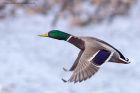 mallard_171011b.jpg