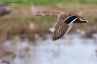 Filename=mallard_171011d.jpg
Filesize=261KB
Dimensions=1000x667
Date added=Oct 22, 2011 mallard_171011d.jpg
