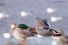 mallard_171011g.jpg