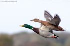 mallard_171011i.jpg