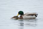 mallard_171107b.jpg