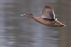 mallard_190311b.jpg