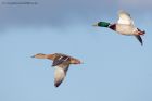 mallard_191011b.jpg