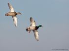 mallard_210111b.jpg