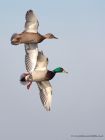 mallard_210111c.jpg