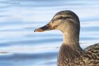 mallard_240115a.jpg