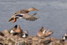 mallard_251011a.jpg