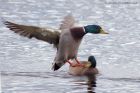 mallard_251011b.jpg