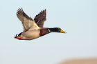 mallard_271208a.jpg