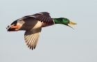 mallard_271208c.jpg