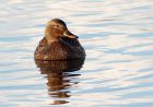 mallard_281108a.jpg