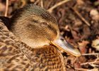 mallard_300110a.jpg