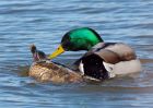 mallards_100309a.jpg