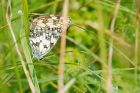 Filename=marbled_220619a.jpg
Filesize=490KB
Dimensions=1300x867
Date added=Mar 26, 2021 marbled_220619a.jpg