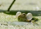 marshFrog_070610n.jpg