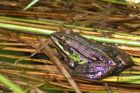 marshFrog_080611a.jpg