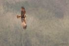 Filename=marshH_LM_290120e.jpg
Filesize=729KB
Dimensions=1300x866
Date added=Apr 02, 2021 marshH_LM_290120e.jpg