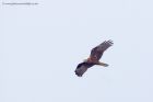 marshHarrier_031011a.jpg