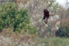 marshHarrier_031011b.jpg