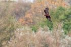 marshHarrier_031011c.jpg