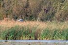 marshHarrier_031011f.jpg