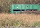 marshHarrier_031011h.jpg