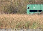 marshHarrier_031011i.jpg