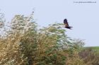 marshHarrier_031011k.jpg