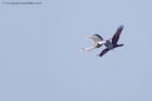 marshHarrier_031011l.jpg