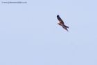 marshHarrier_031011n.jpg