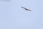 marshHarrier_031011o.jpg