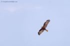 marshHarrier_031011p.jpg