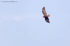 marshHarrier_031011r.jpg