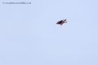 marshHarrier_031011s.jpg