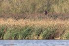 marshHarrier_031011t.jpg