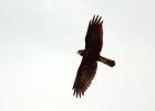 marshHarrier_050808a.jpg