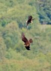 marshHarrier_070807d.jpg