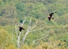 marshHarrier_070807f.jpg