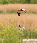 marshHarrier_160508b.jpg