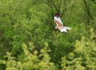 marshHarrier_160508h.jpg