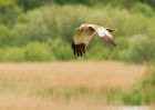 marshHarrier_160508n.jpg