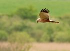 marshHarrier_160508q.jpg