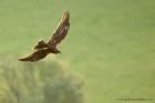 marshHarrier_191012a.jpg