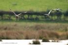 marshHarrier_191012c.jpg