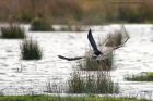 marshHarrier_191012d.jpg