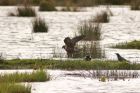 marshHarrier_191012g.jpg