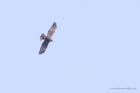 marshHarrier_250315a.jpg