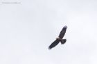 marshHarrier_250315i.jpg