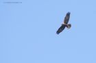 marshHarrier_250315l.jpg